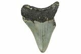 Serrated, Juvenile Megalodon Tooth - North Carolina #338509-1